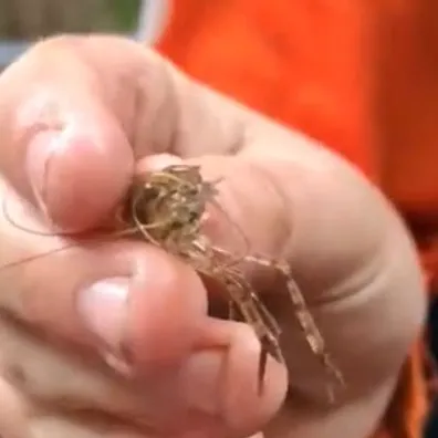 The most recent Randall's prawn-goby catches on Fishbrain