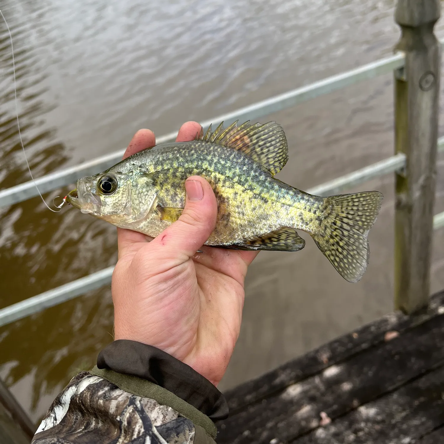 Black crappie caught on Fishbrain
