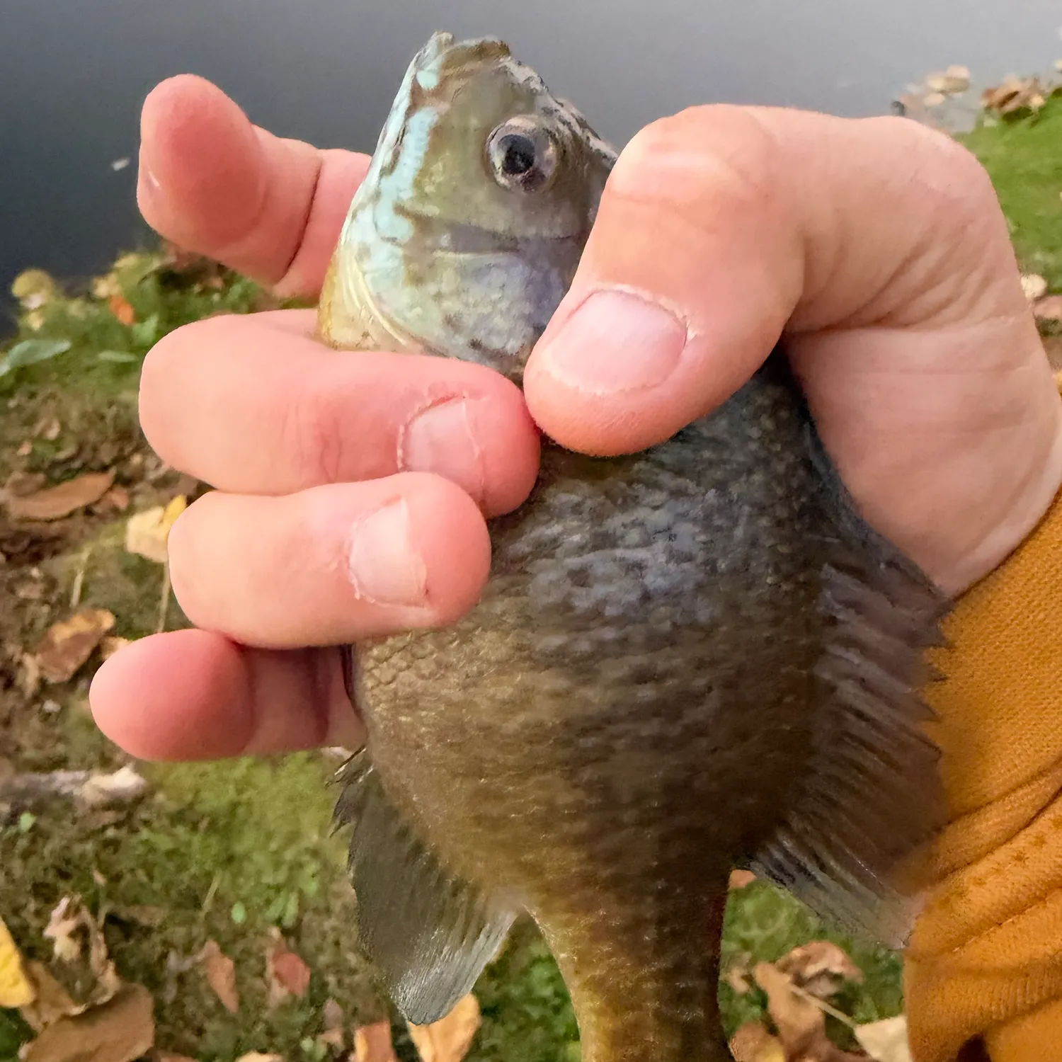 Bluegill caught on Fishbrain