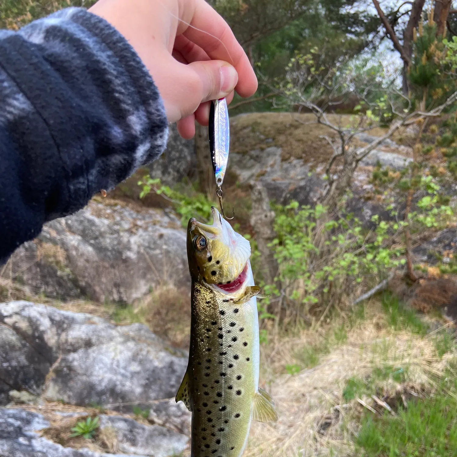 The most recent Sea trout catches on Fishbrain
