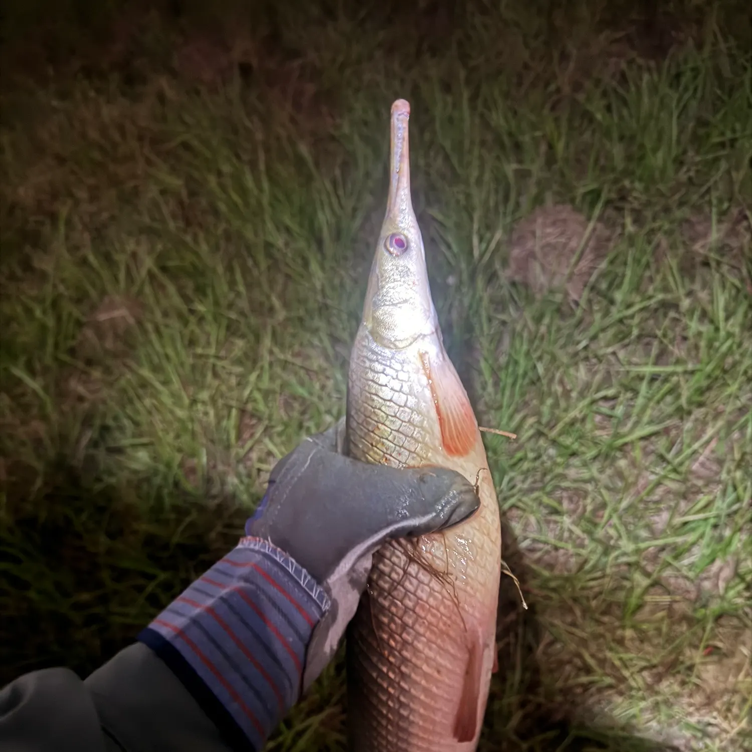 Longnose gar caught on Fishbrain