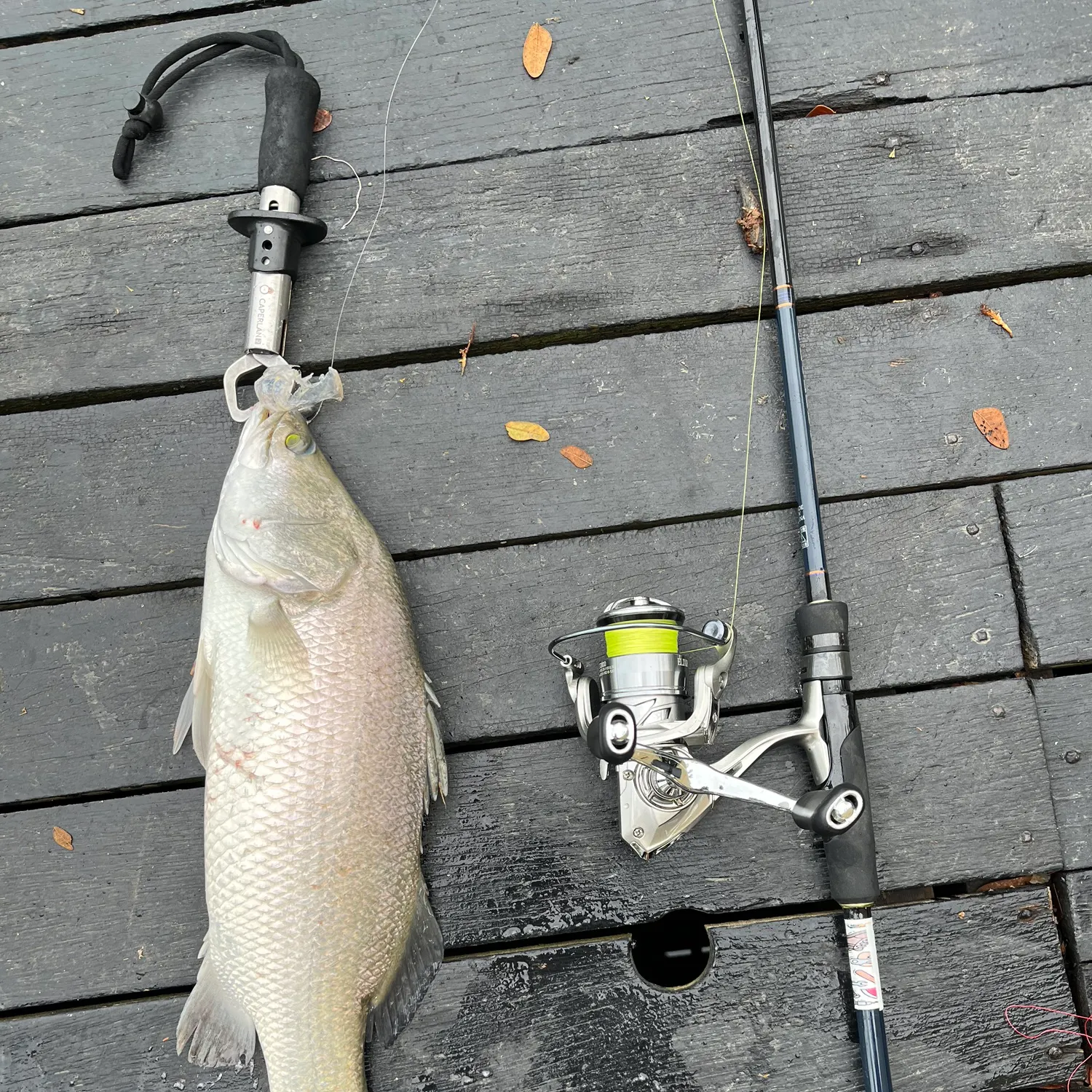 catch