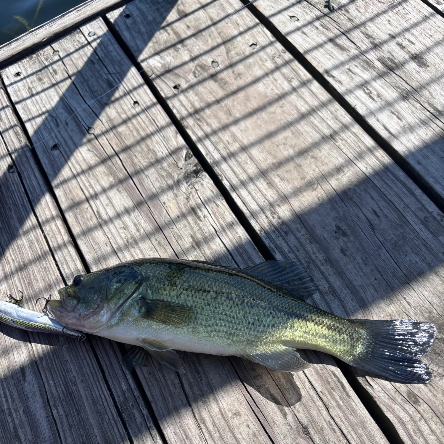 Largemouth bass caught on Fishbrain
