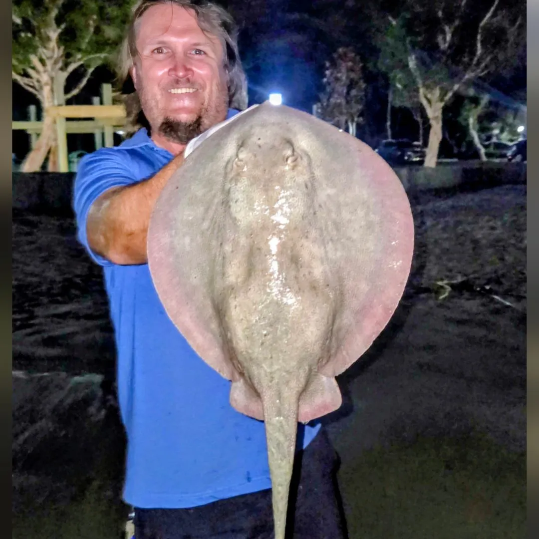 Haller's round ray caught on Fishbrain