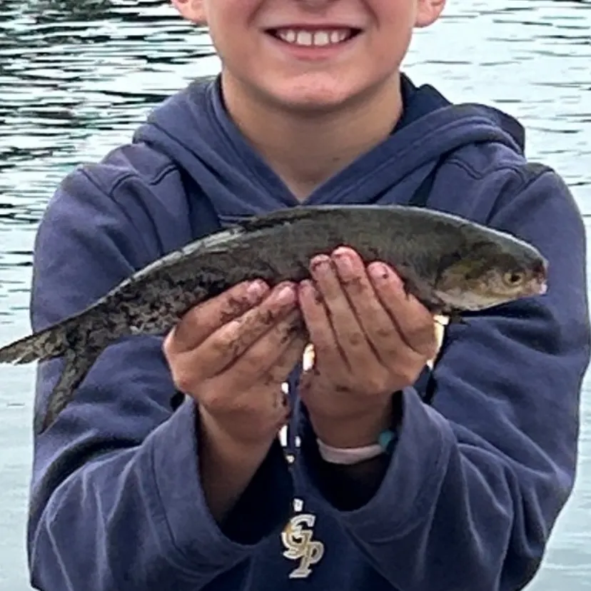most liked catch image