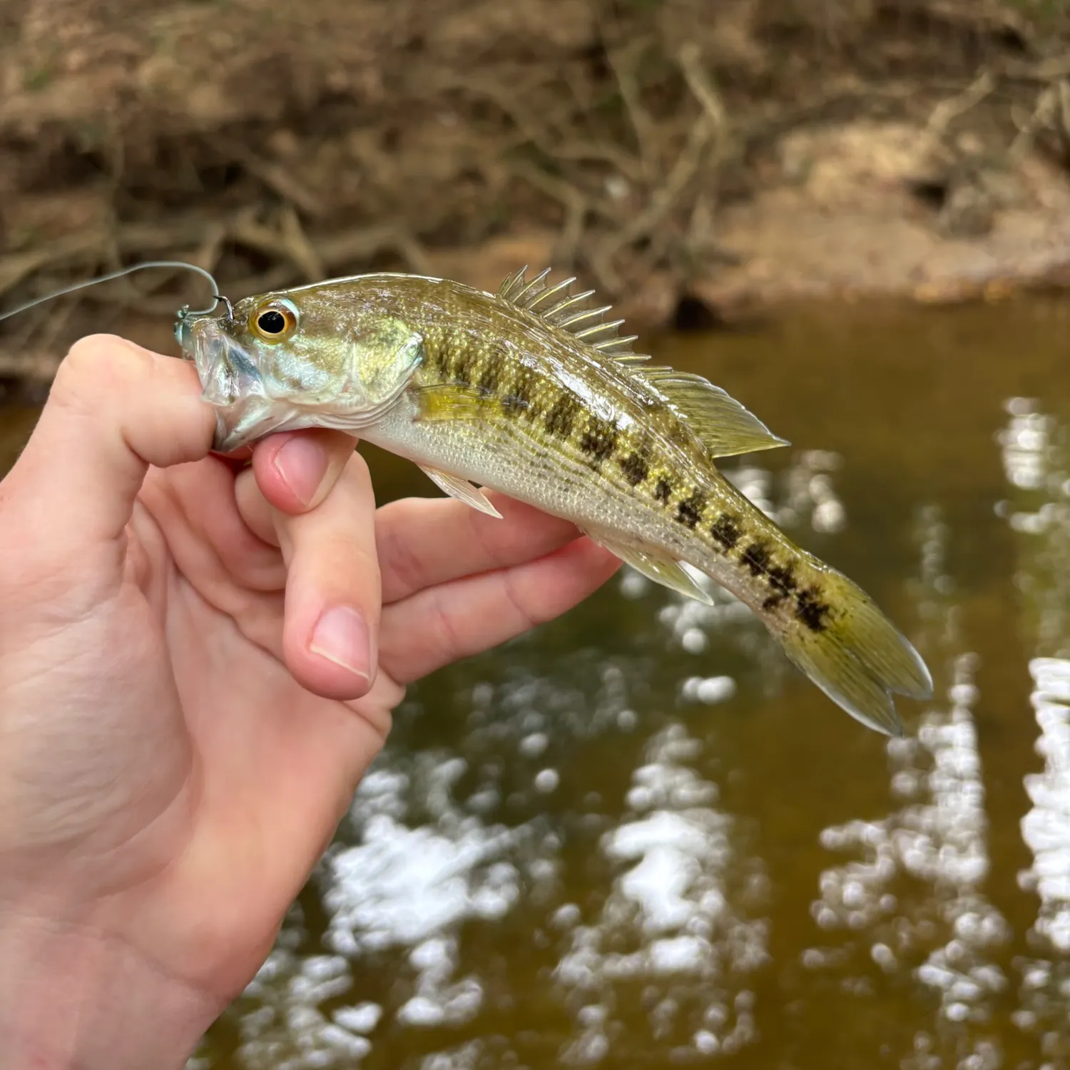 Tallapoosa bass caught on Fishbrain