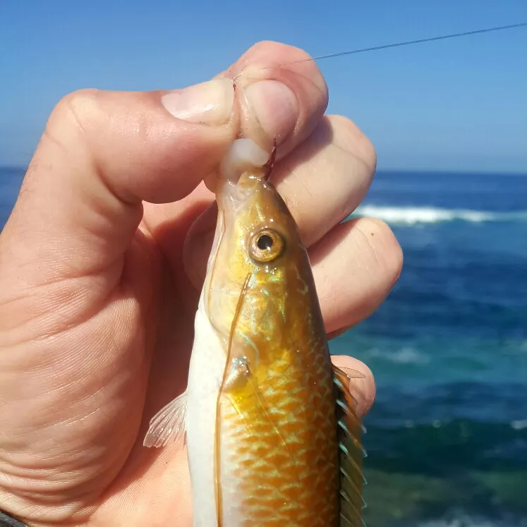 The most recent Long green wrasse catches on Fishbrain