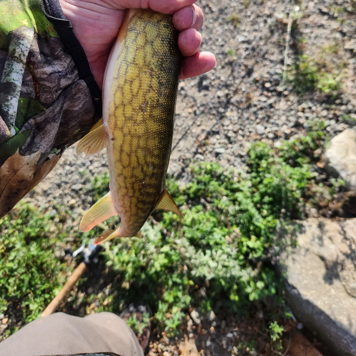 Chain pickerel caught on Fishbrain