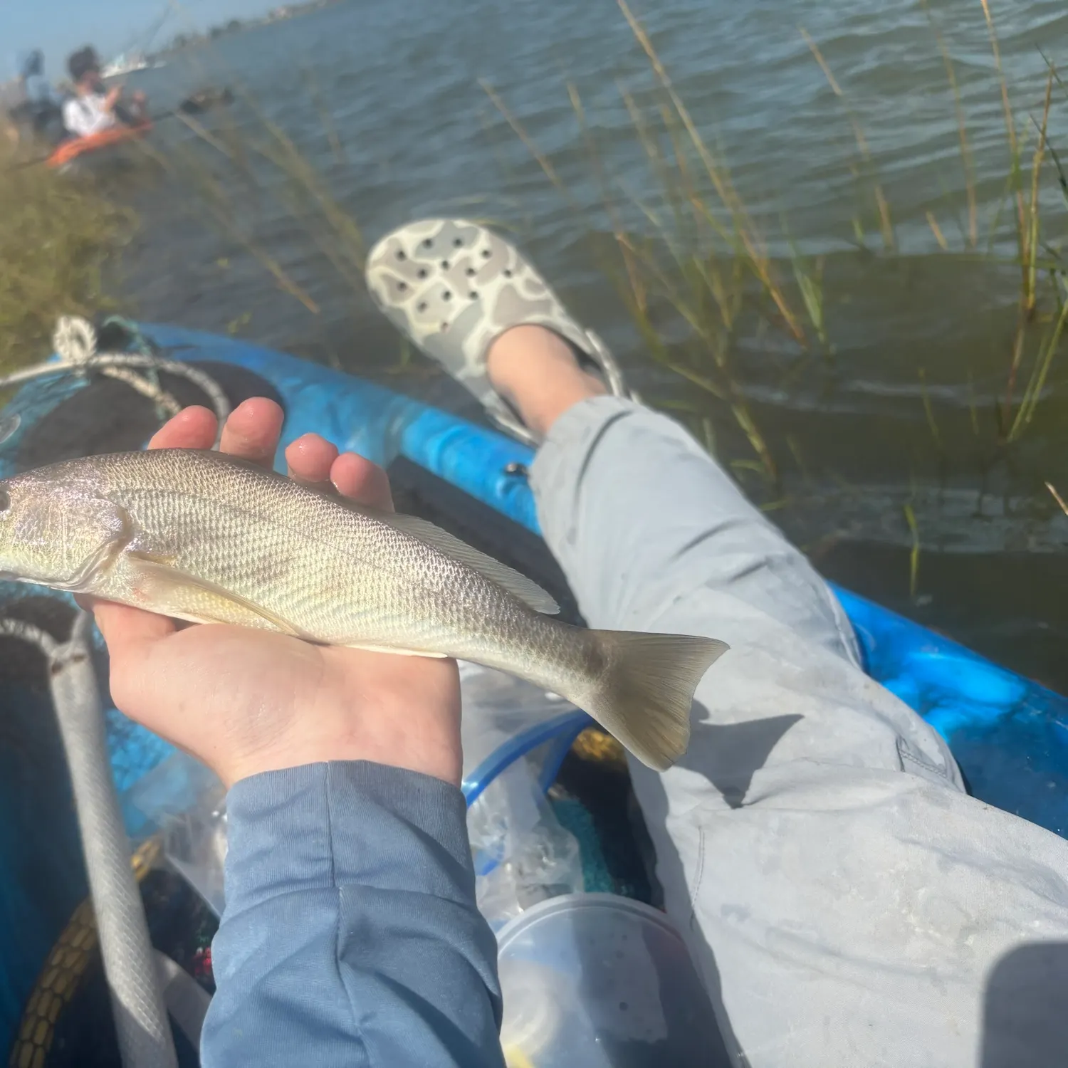 Southern kingcroaker caught on Fishbrain