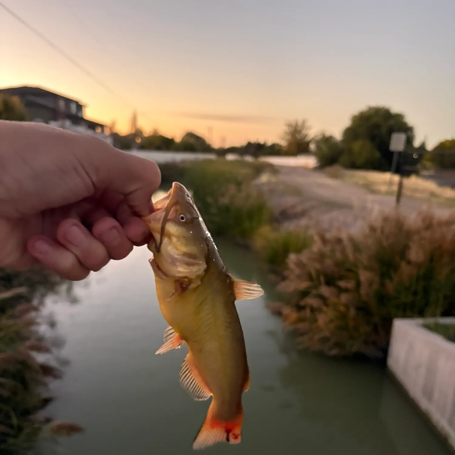 Yellow bullhead caught on Fishbrain
