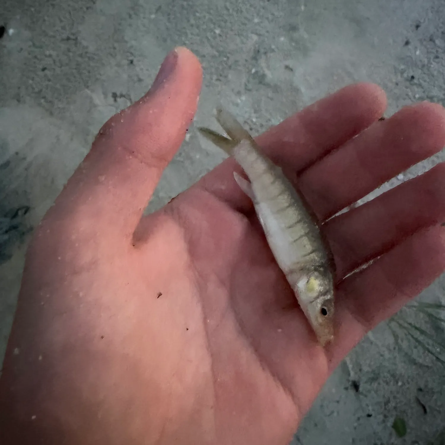 Fish caught on Fishbrain
