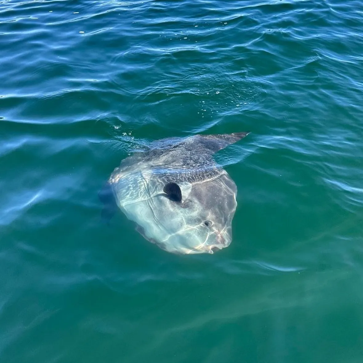 The most recent Ocean sunfish catches on Fishbrain