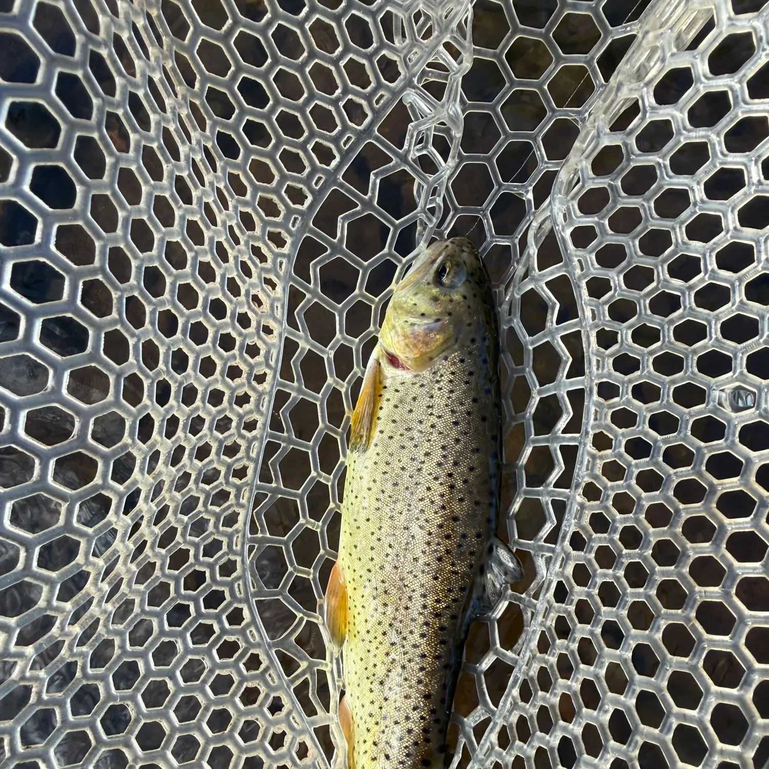The most recent Apache trout catches on Fishbrain