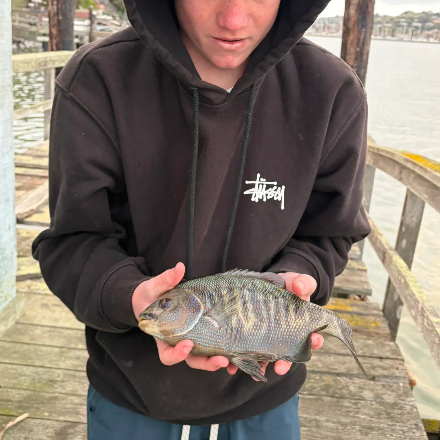 The most recent Pile perch catches on Fishbrain