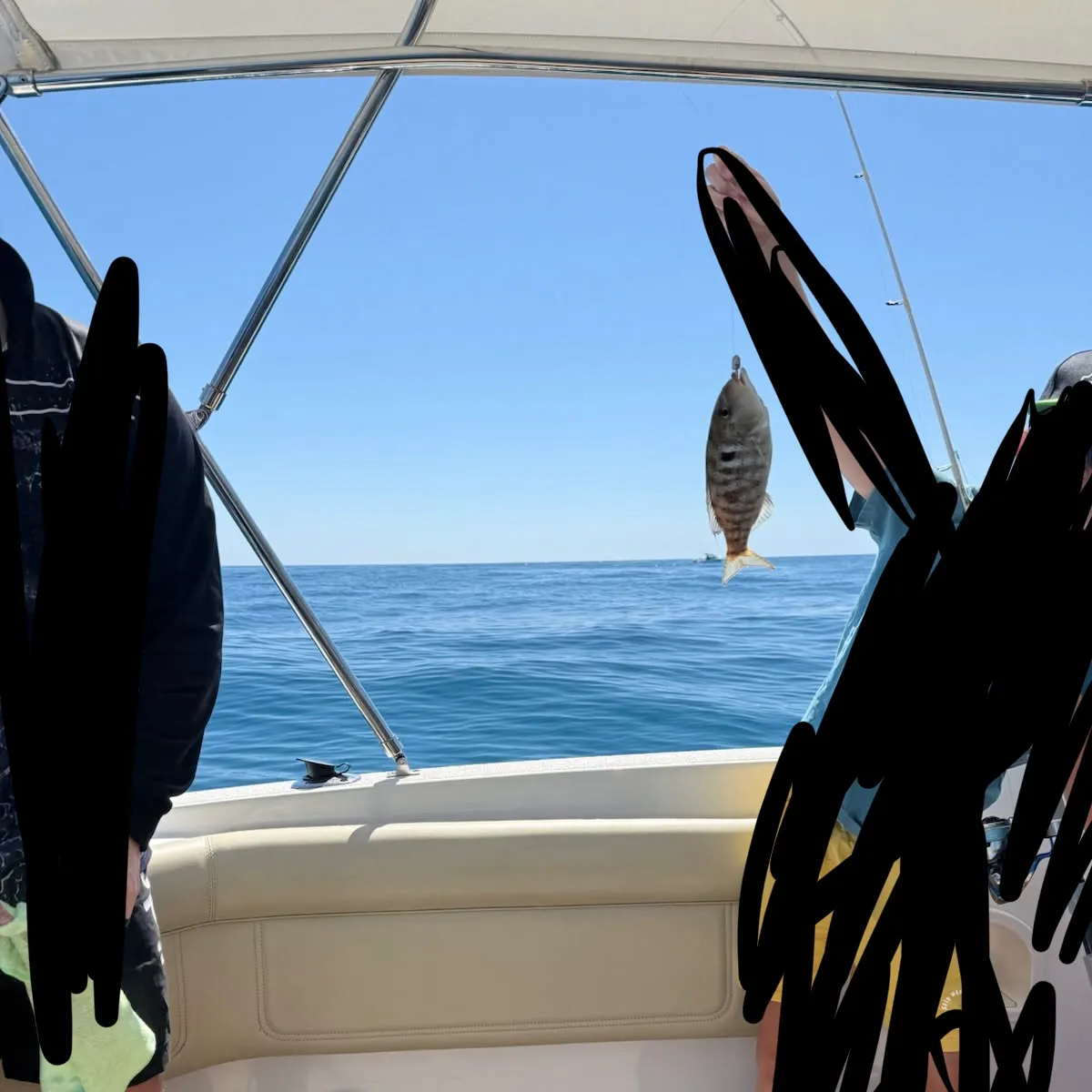 Luderick caught on Fishbrain