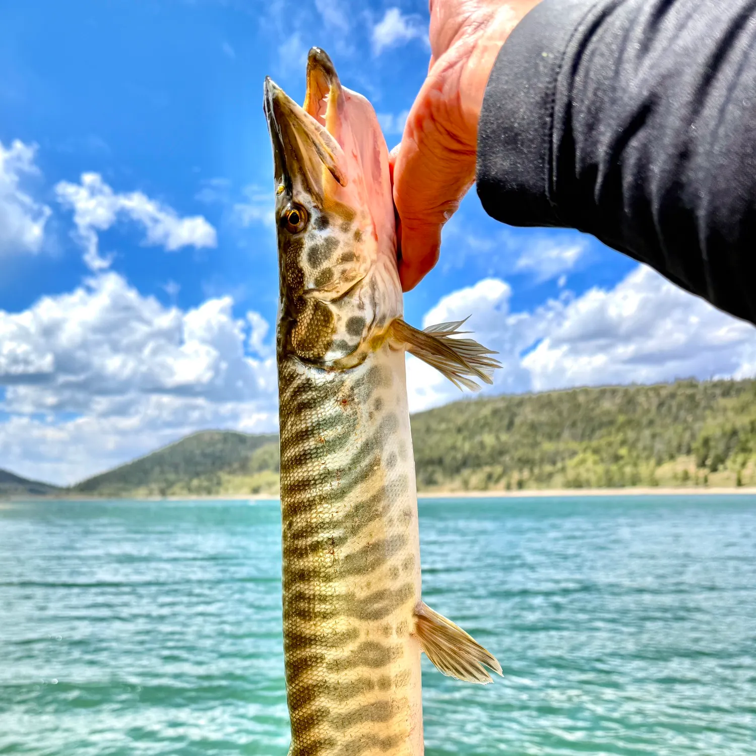 The most recent Tiger muskellunge catches on Fishbrain