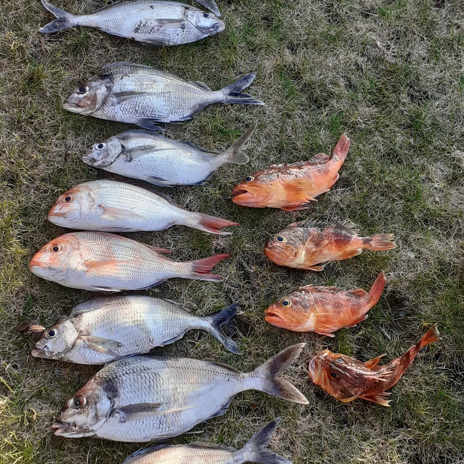 recently logged catches