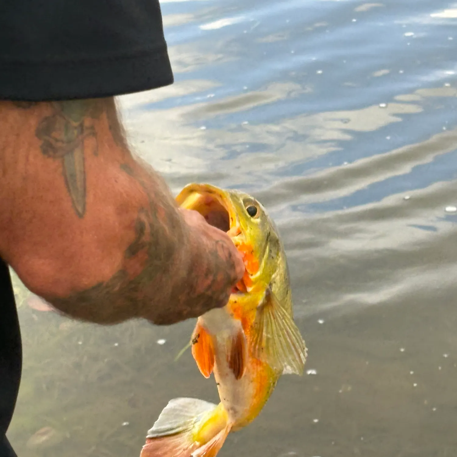 catch