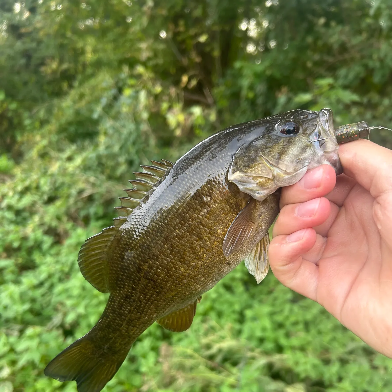 Smallmouth bass caught on Fishbrain