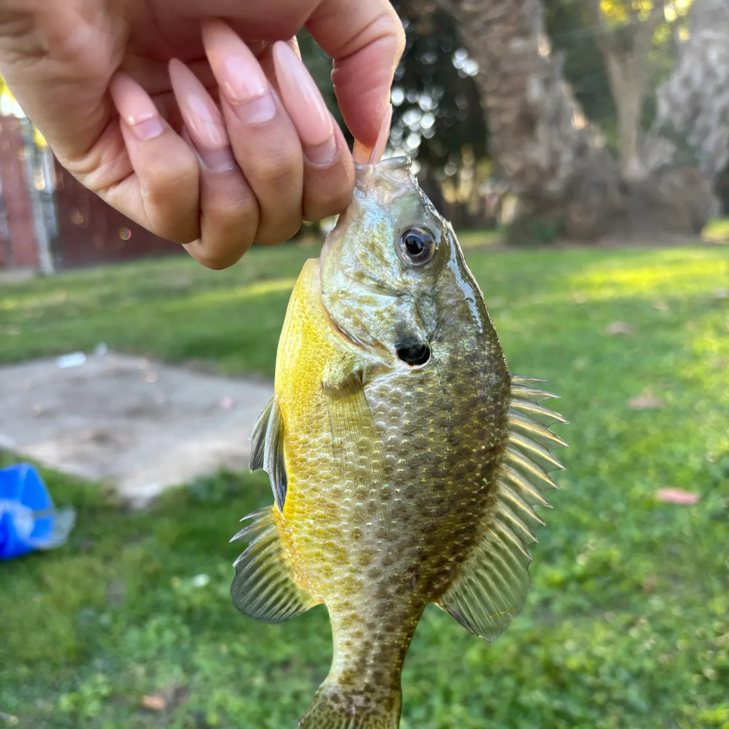 Redear sunfish caught on Fishbrain
