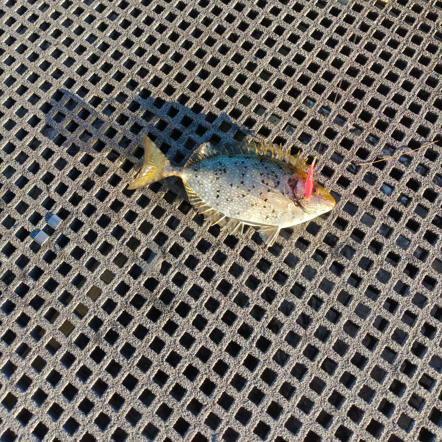 The most recent Mottled spinefoot catches on Fishbrain