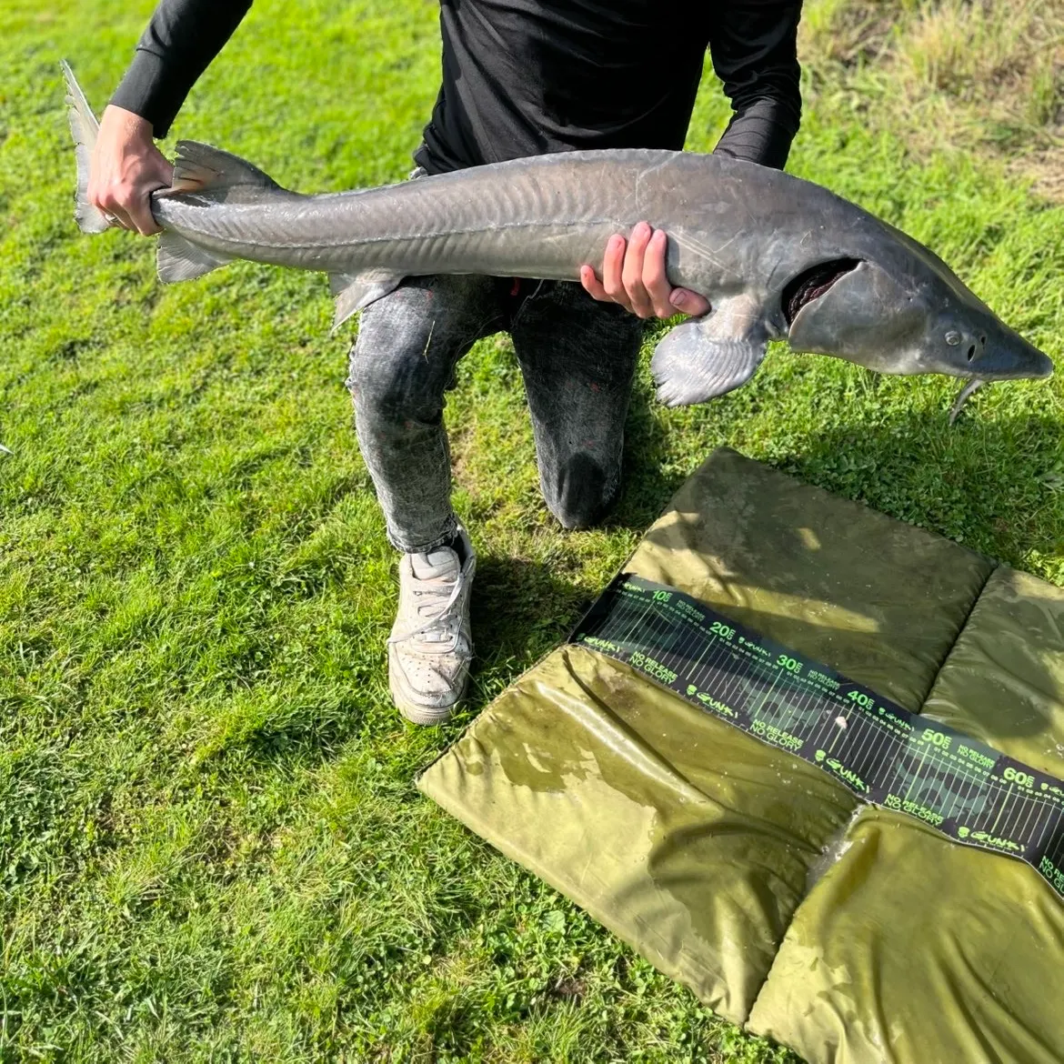 Siberian sturgeon caught on Fishbrain