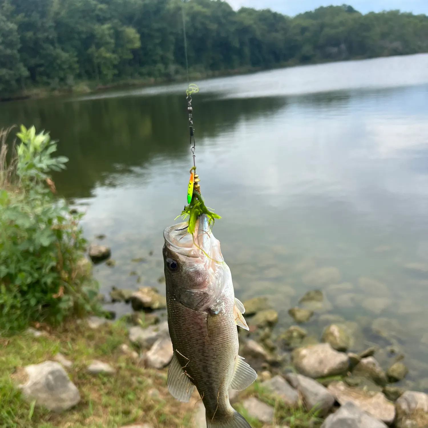 Largemouth bass caught on Fishbrain