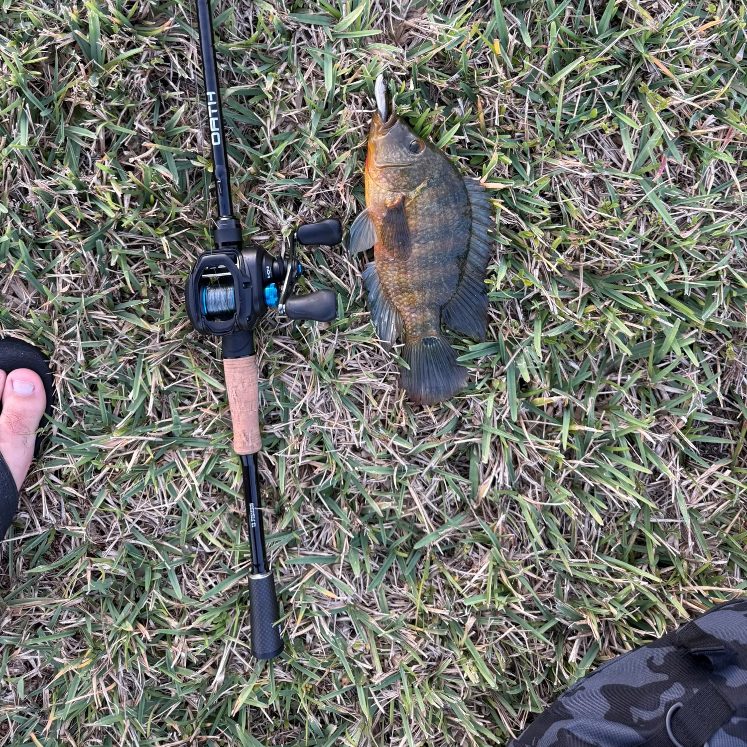 The most recent Mayan cichlid catches on Fishbrain