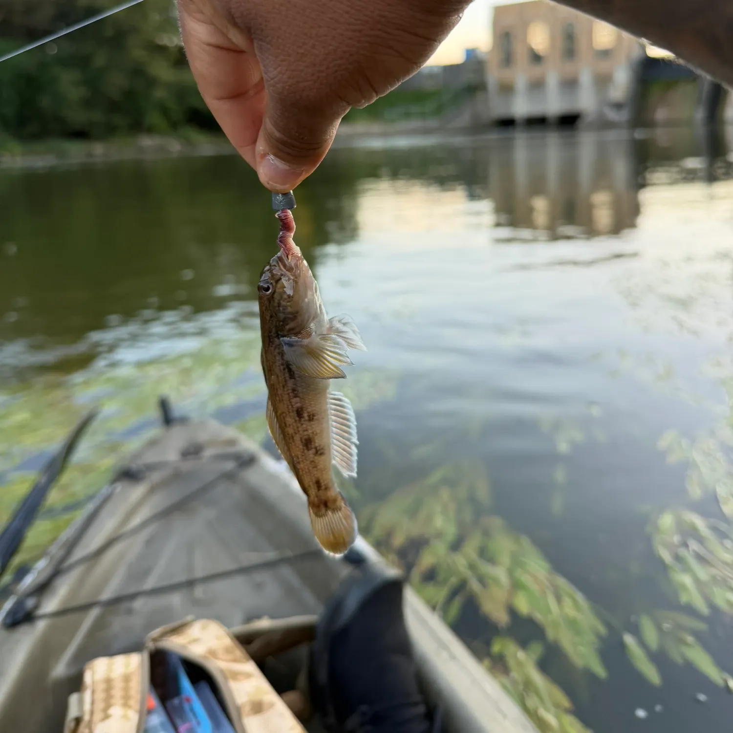 Round goby caught on Fishbrain