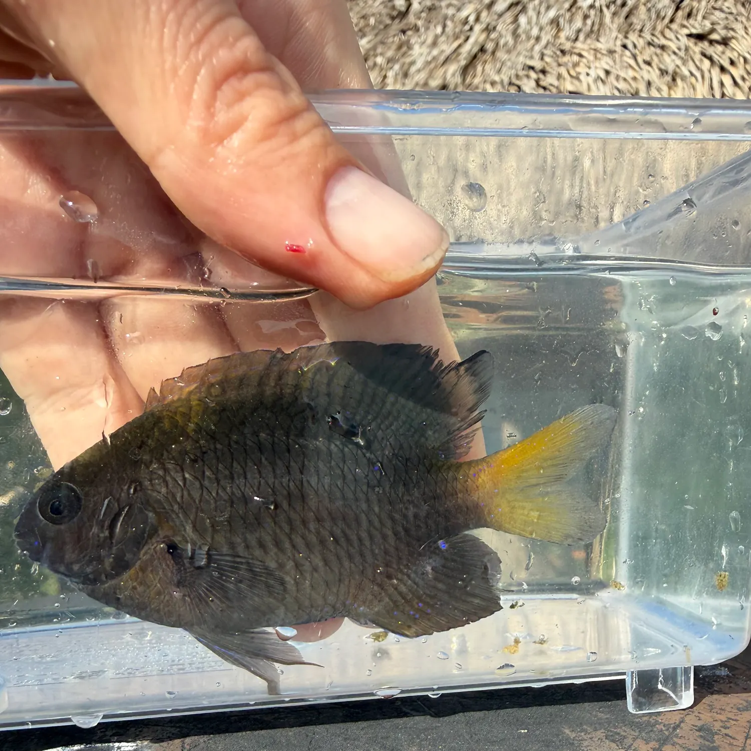 The most recent Yellowtail damselfish catches on Fishbrain