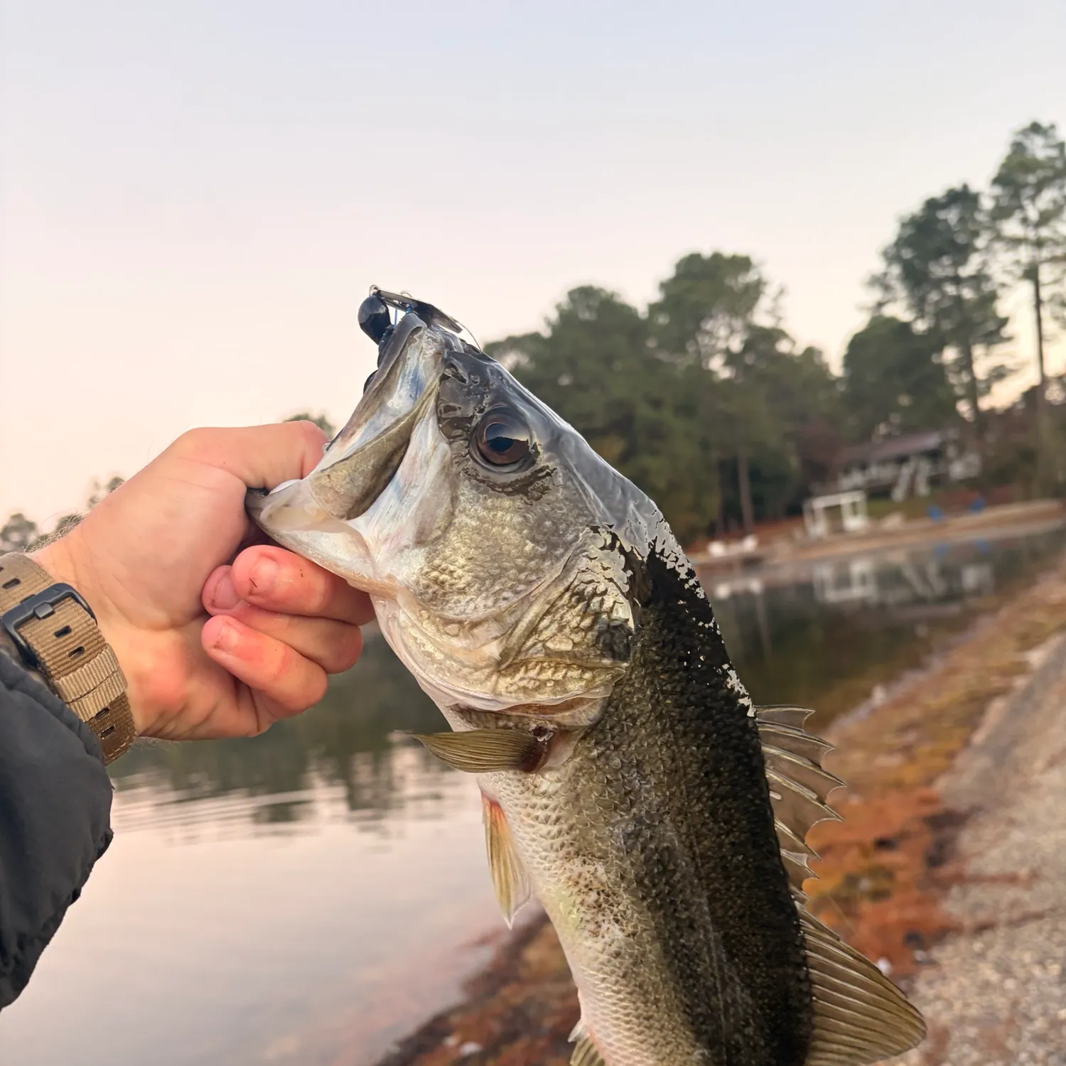 Largemouth bass caught on Fishbrain