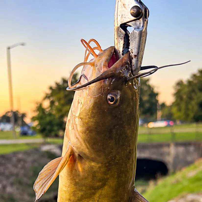 Yellow bullhead caught on Fishbrain