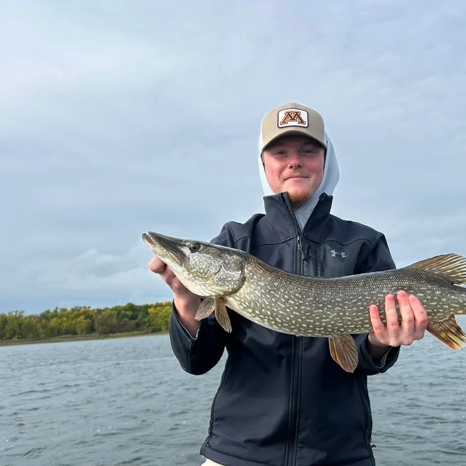 Northern pike caught on Fishbrain