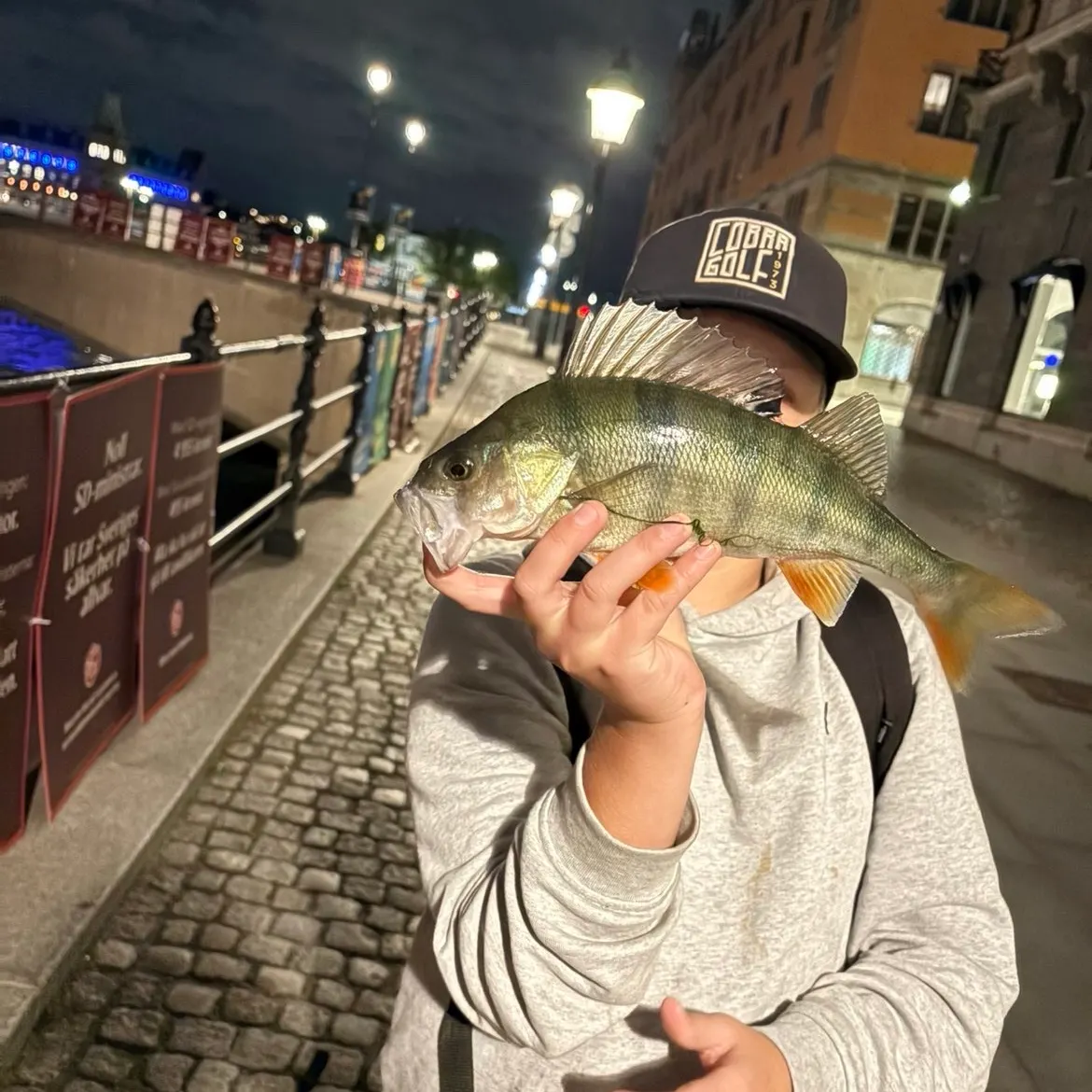European perch caught on Fishbrain