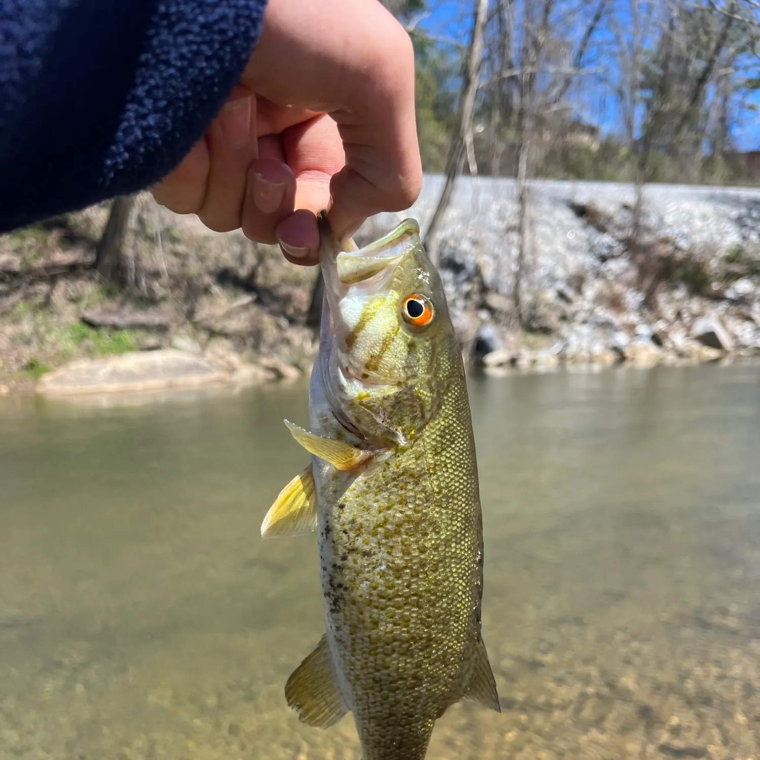 The most recent Smallmouth bass catches on Fishbrain