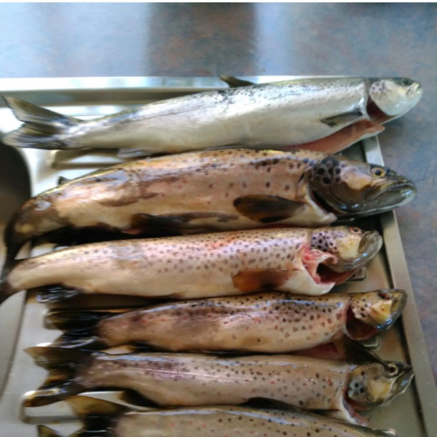 recently logged catches