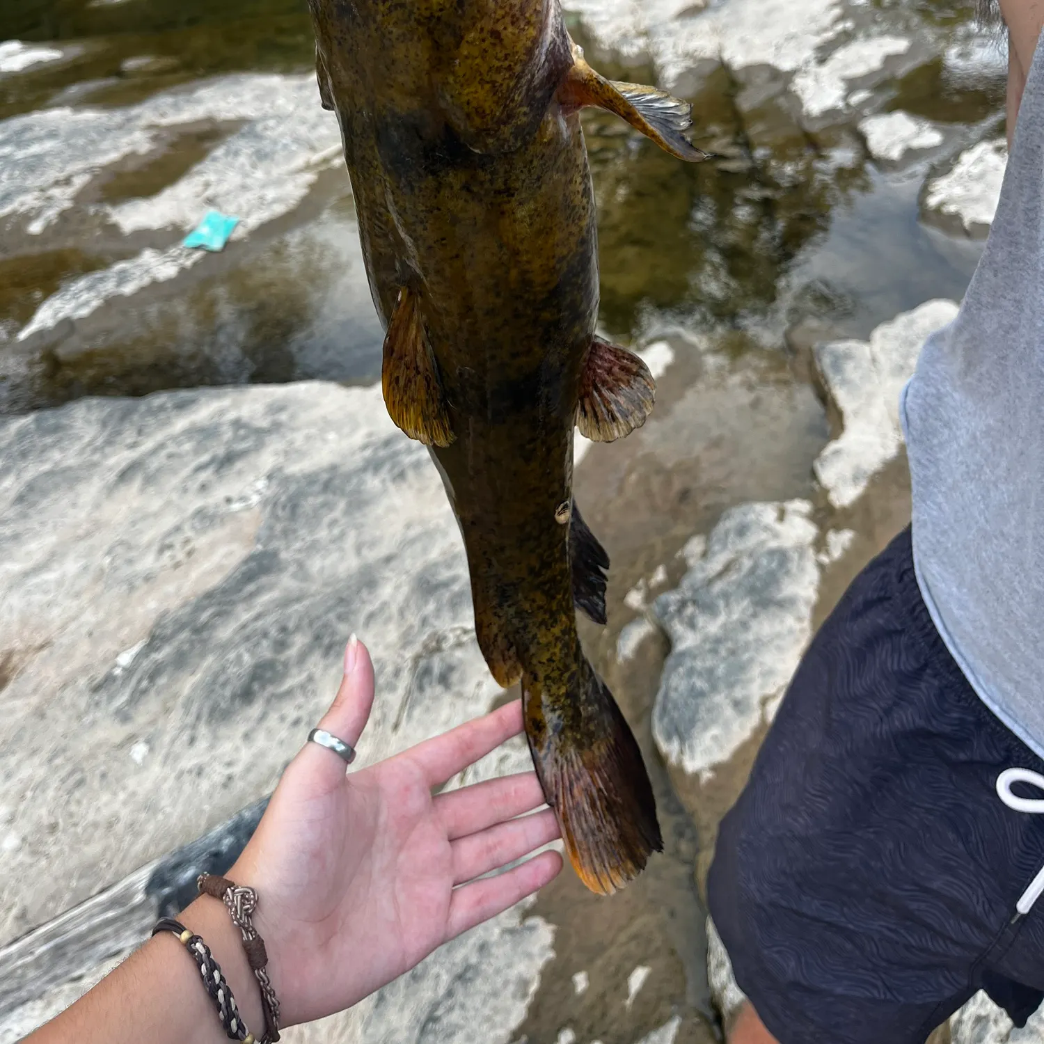 Flathead catfish caught on Fishbrain