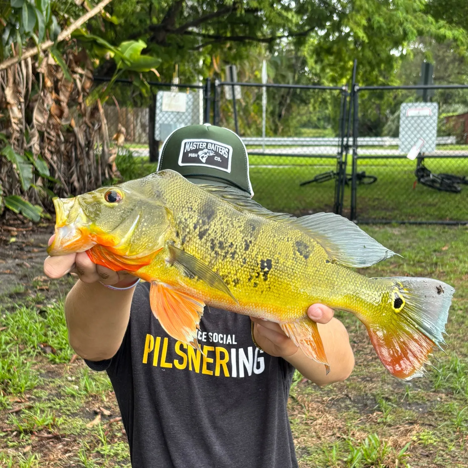 Butterfly peacock bass caught on Fishbrain