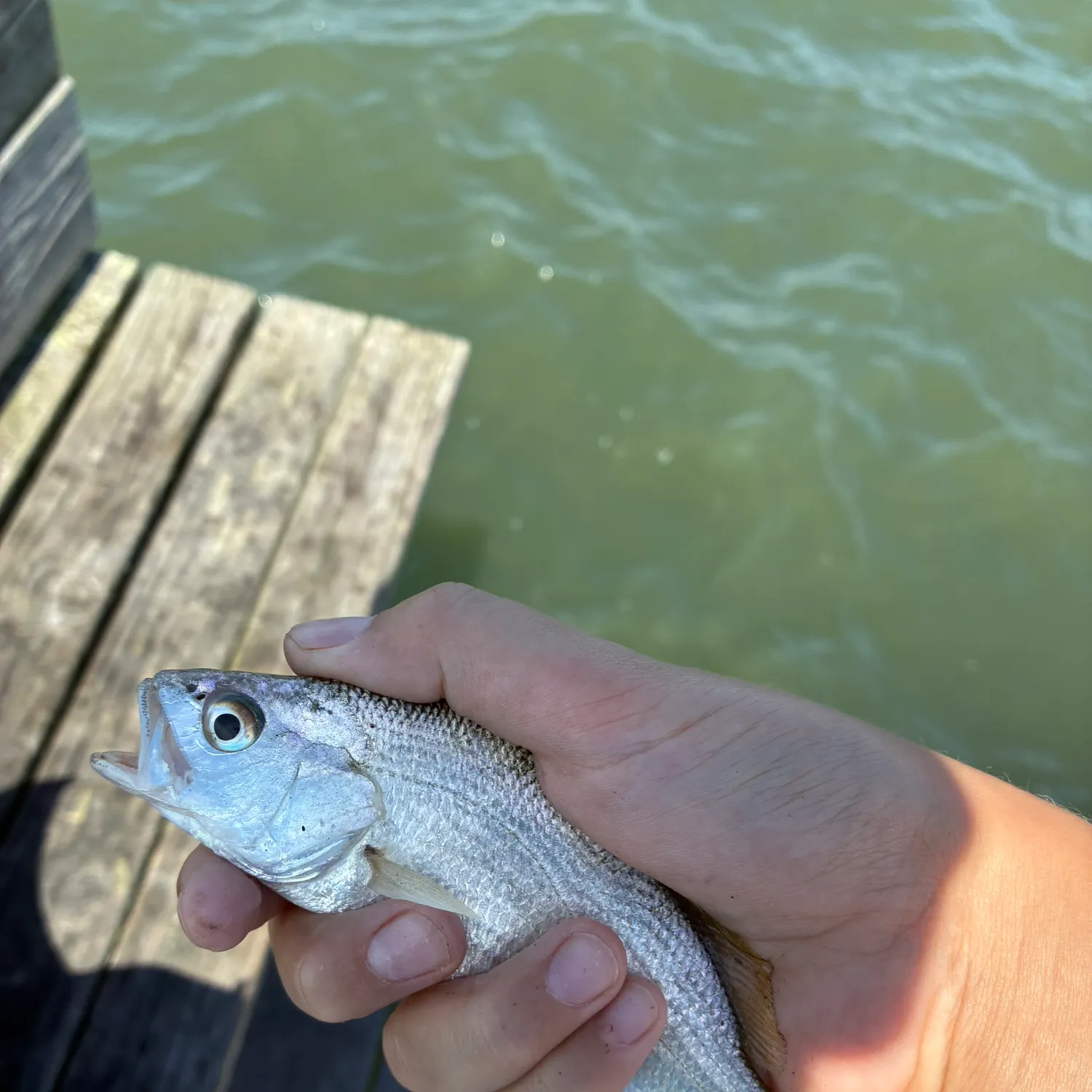 Silver perch caught on Fishbrain