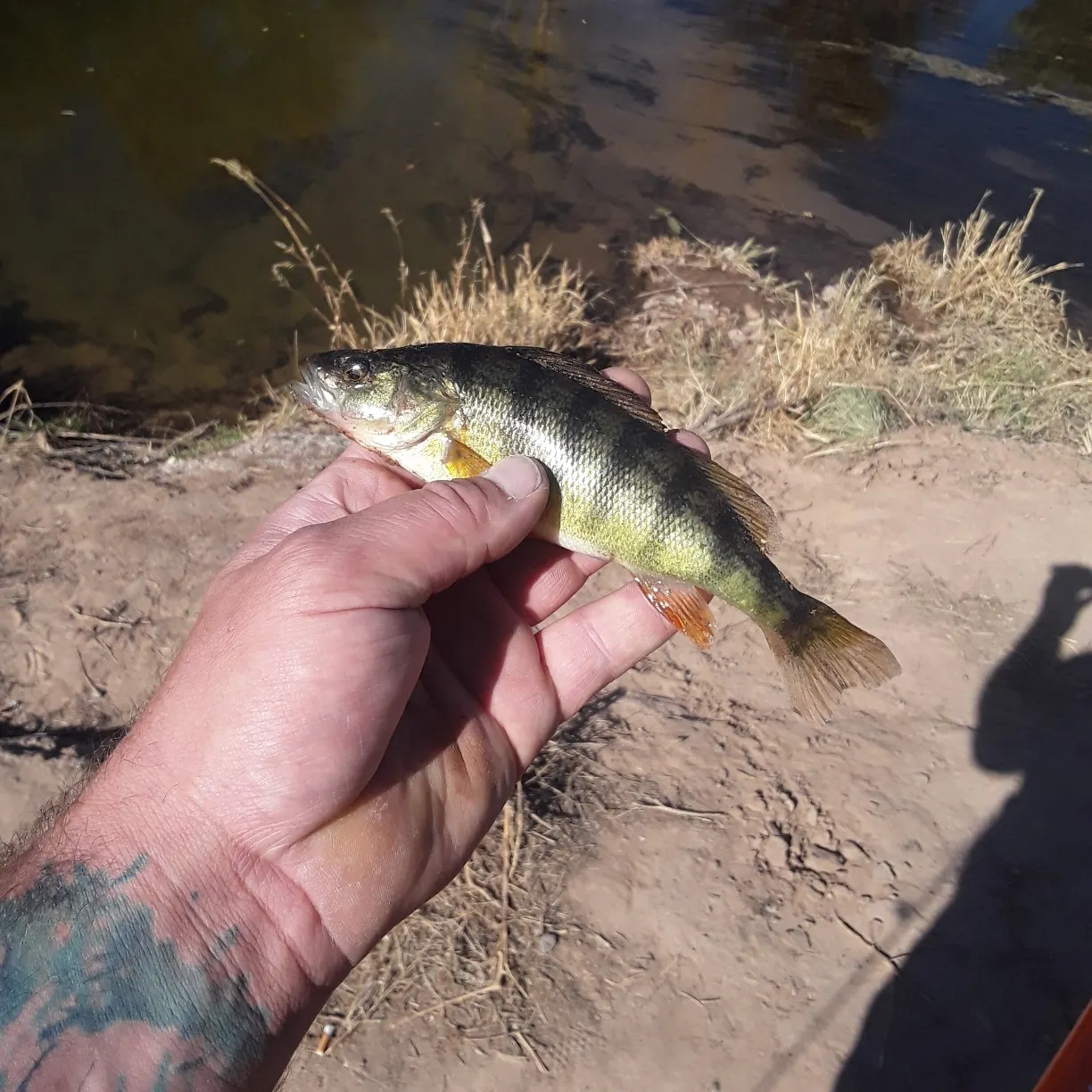angler catch