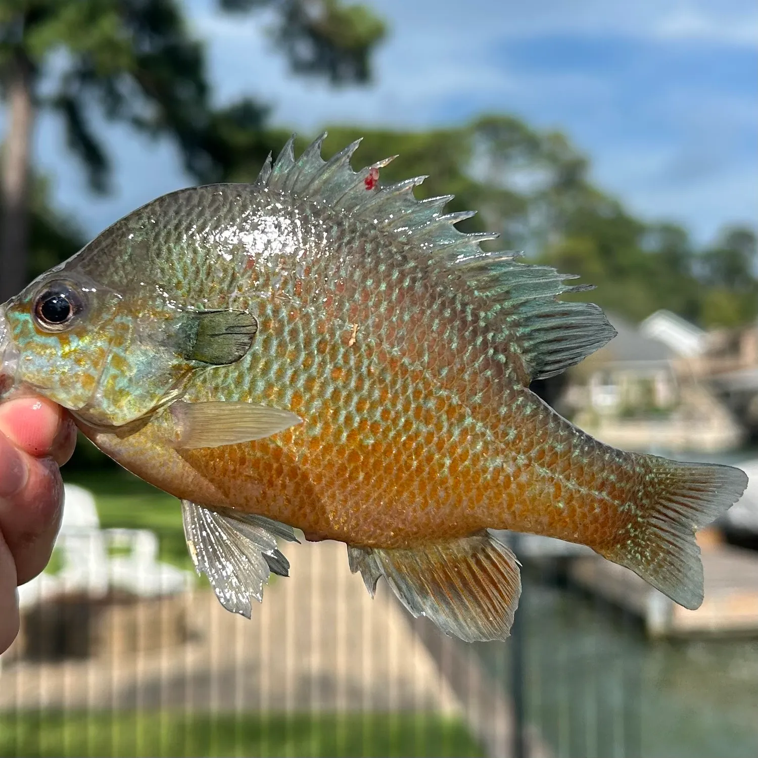 catch