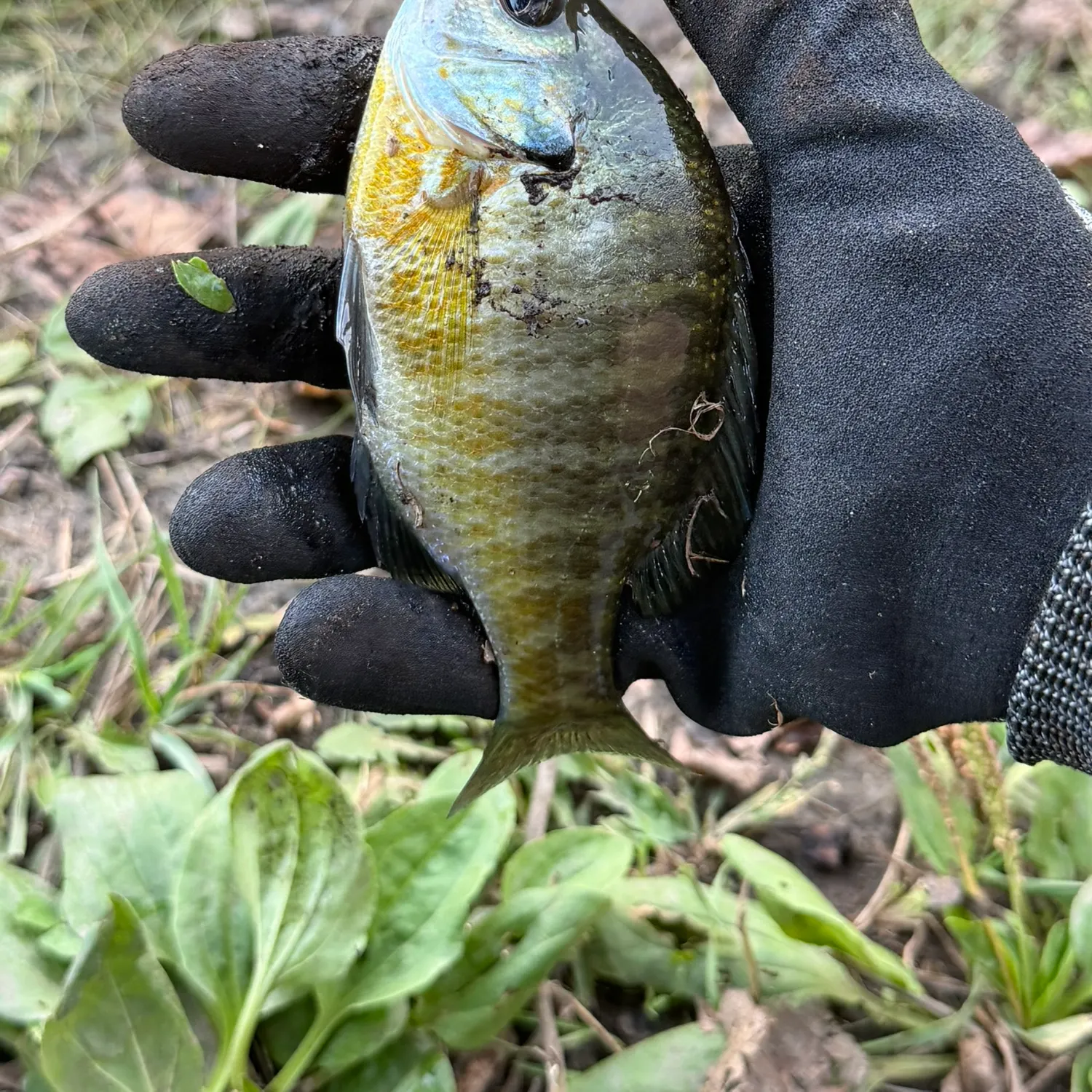 Bluegill caught on Fishbrain
