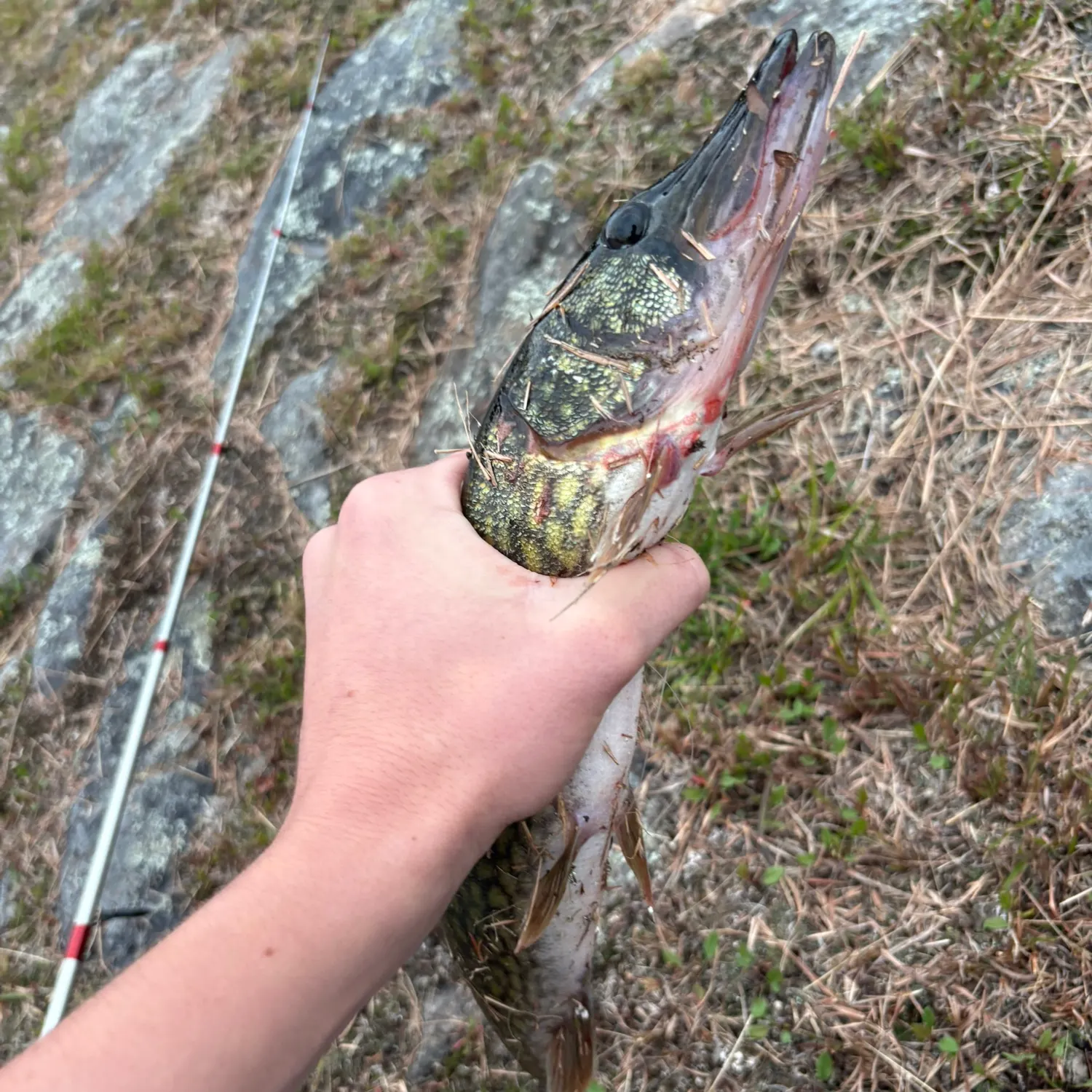 Chain pickerel caught on Fishbrain