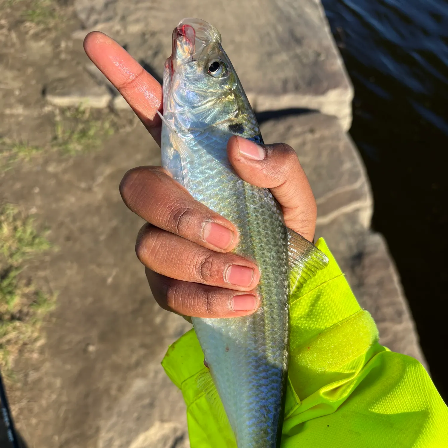 The most recent Alewife catches on Fishbrain