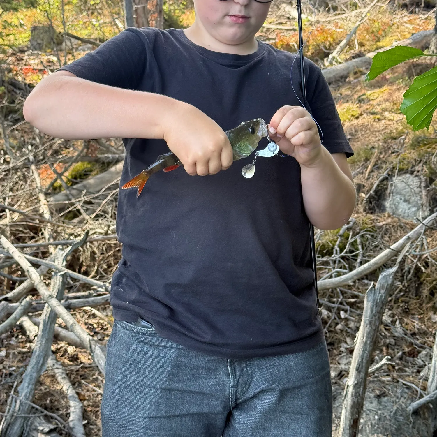 European perch caught on Fishbrain