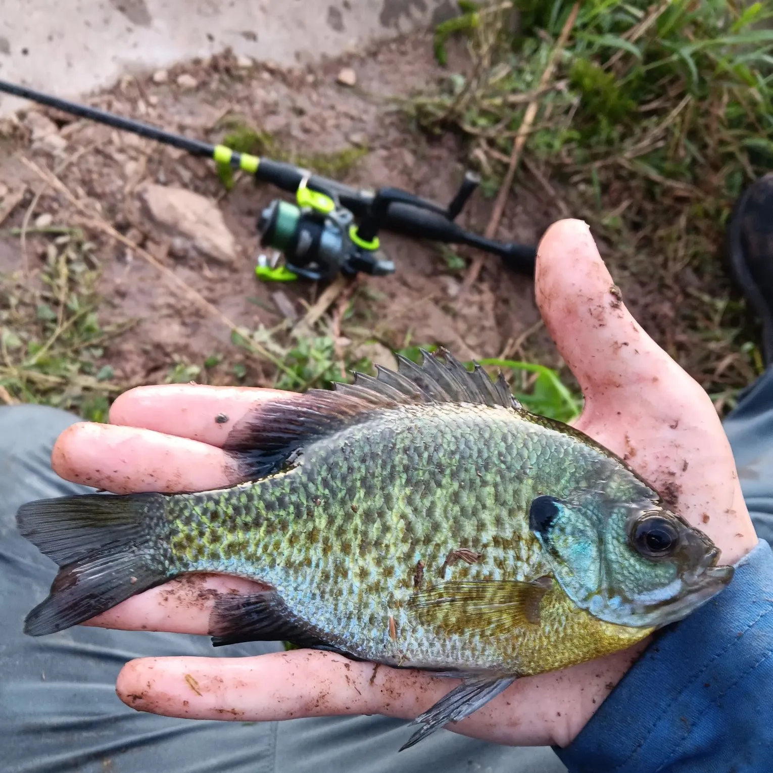 Bluegill caught on Fishbrain