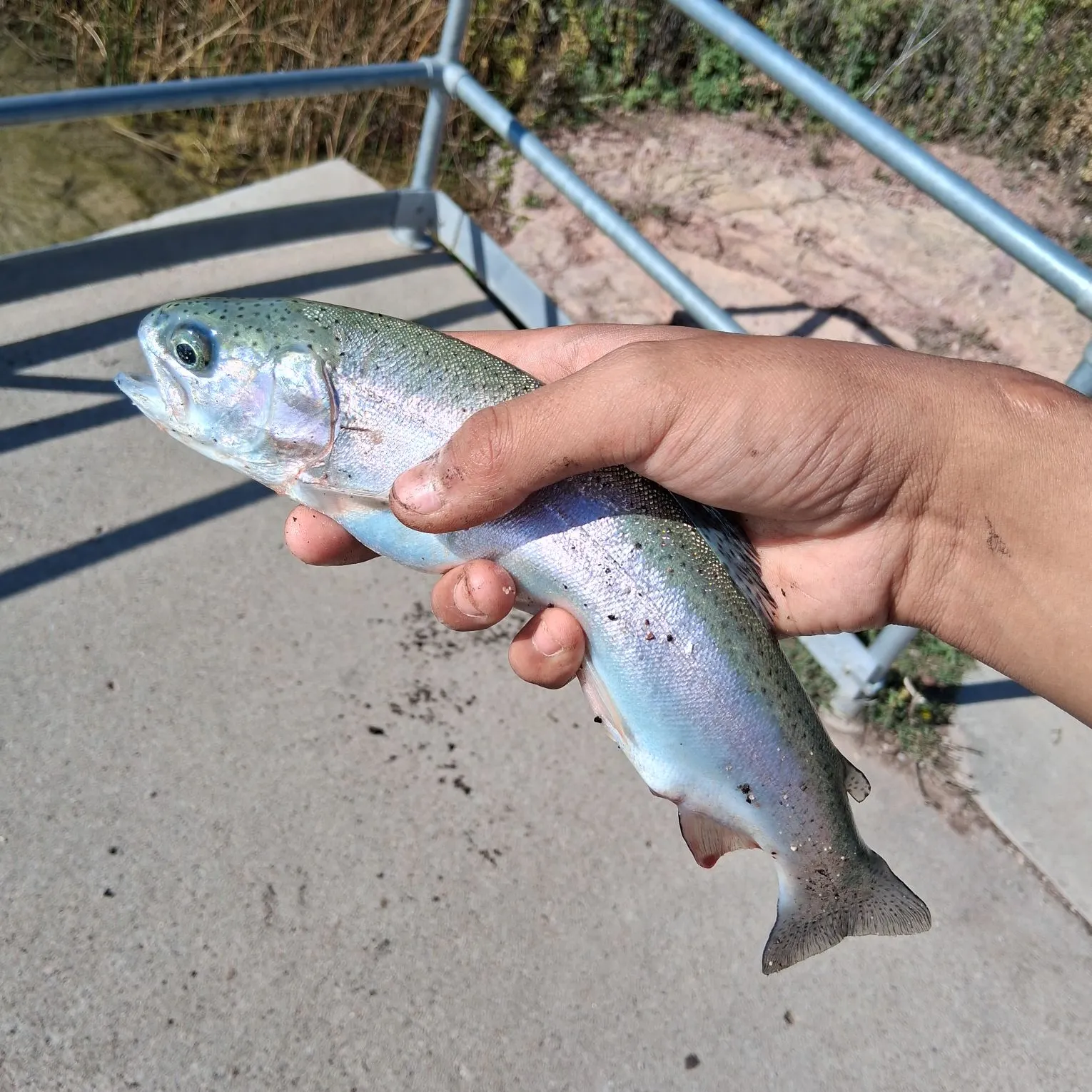 Rainbow trout caught on Fishbrain