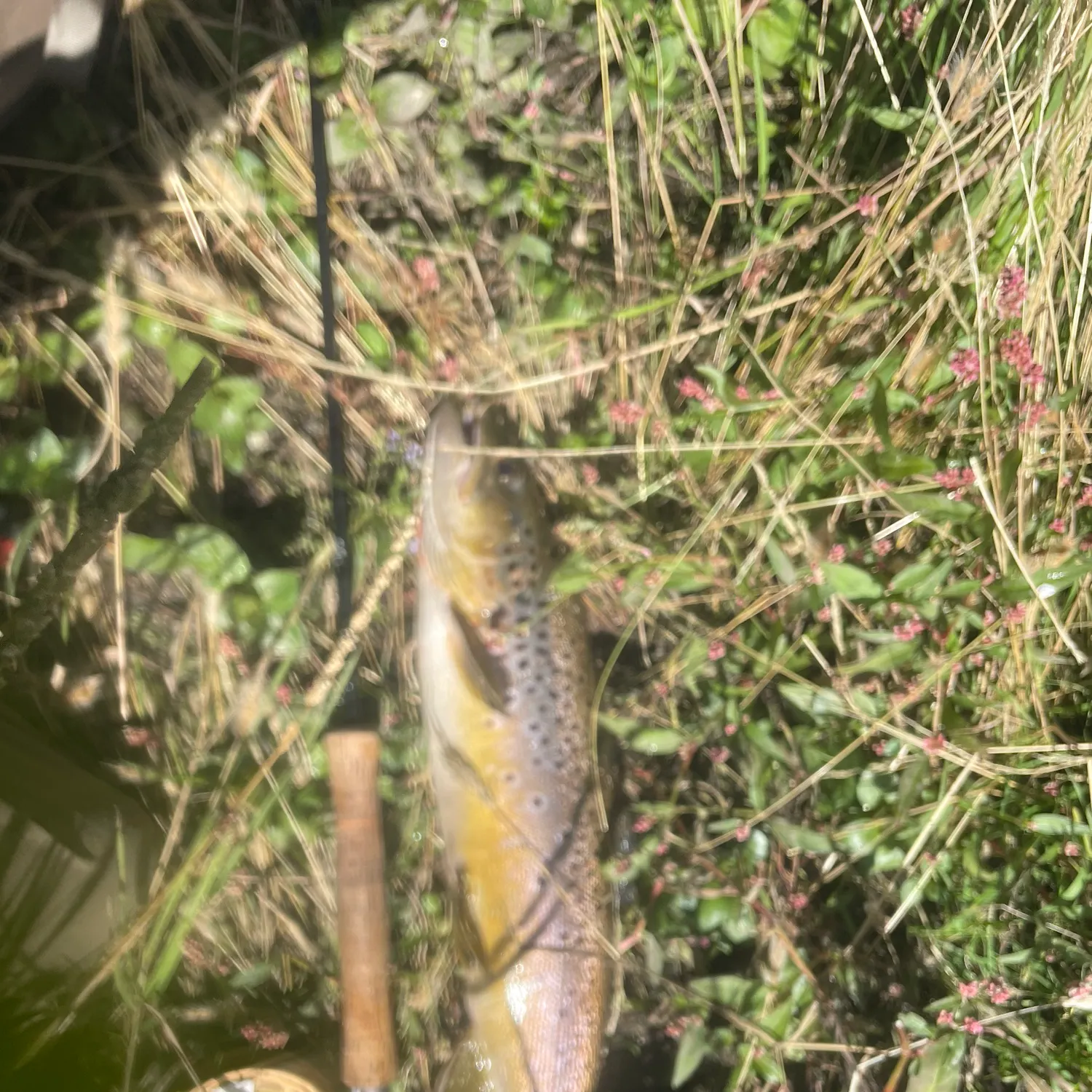 Brown trout caught on Fishbrain