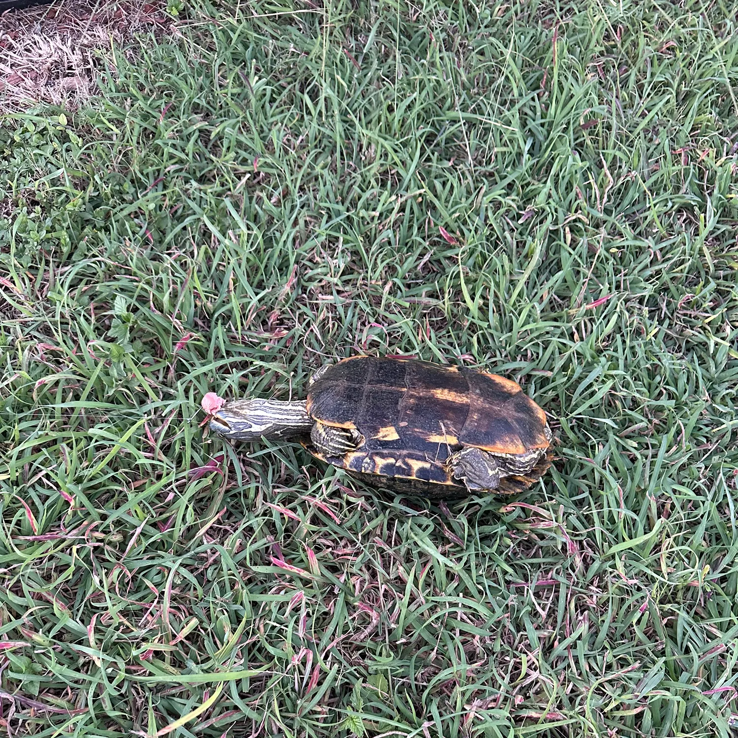 Texas cooter turtle caught on Fishbrain