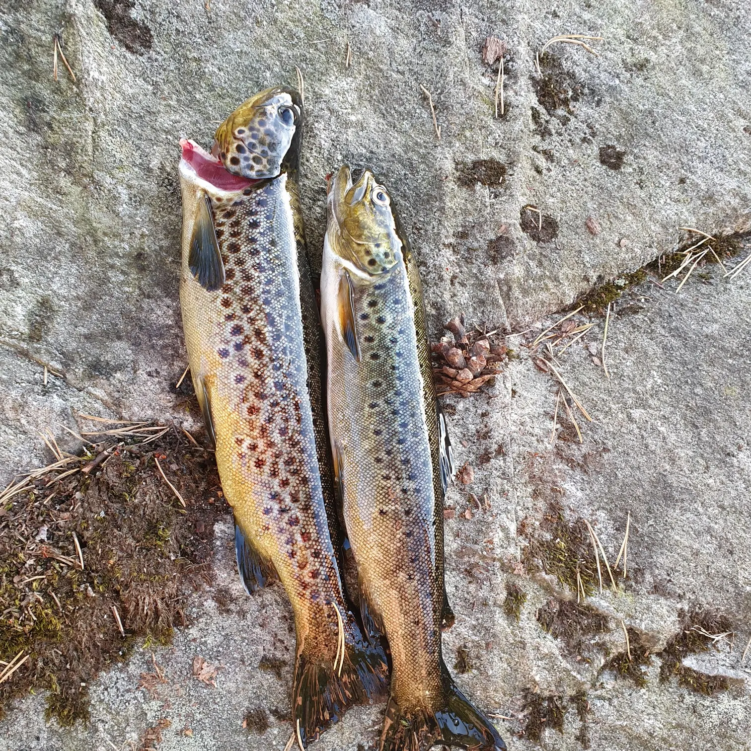 recently logged catches